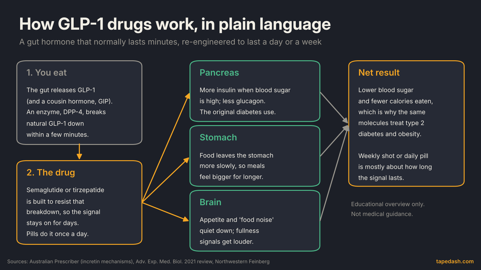 How GLP-1 drugs work: a diagram showing the gut hormone, the longer-lasting drug, and its effects on the pancreas, stomach and brain that underpin glp-1 stocks